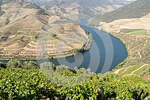 Rows of grape vines line the valley of the River Douro in Portugal