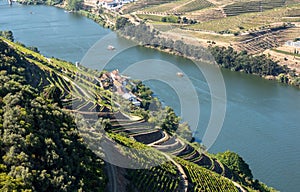 Rows of grape vines line the valley of the River Douro in Portugal