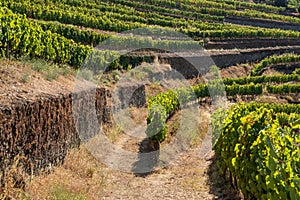 Rows of grape vines line the valley of the River Douro in Portugal