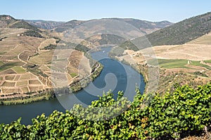 Rows of grape vines line the valley of the River Douro in Portugal