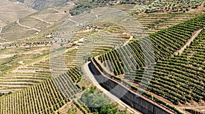 Rows of grape vines line the valley of the River Douro in Portugal