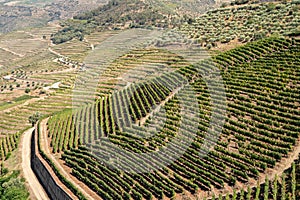 Rows of grape vines line the valley of the River Douro in Portugal