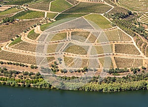 Rows of grape vines line the valley of the River Douro in Portugal