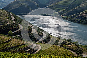 Rows of grape vines line the valley of the River Douro in Portugal