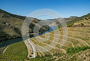 Rows of grape vines line the valley of the River Douro in Portugal