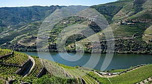 Rows of grape vines line the valley of the River Douro in Portugal