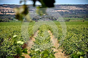 Rows of grape vines in McLaren Vale