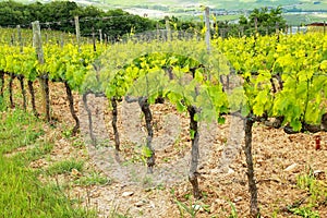 Rows of grape vines near Montalcino, Val d`Orcia, Tuscany, Italy