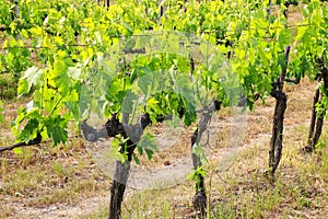 Rows of grape vines near Montalcino, Val d`Orcia, Tuscany, Italy photo