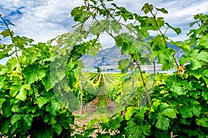 Rows of Grape Vines in the Okanagen Wine Region of British Columbia