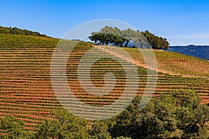 Rows of grape vines on rolling hills at a vineyard in Sonoma County, California, USA