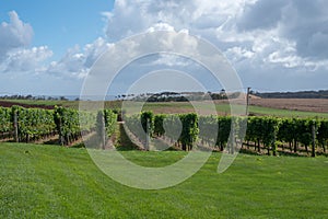 Rows of Grape Vines in a Vineyard