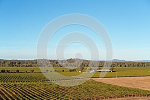 Rows Of Grape Vines In A Vineyard