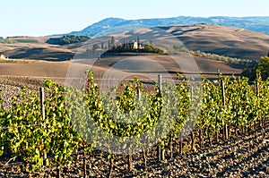 Rows of grape vines at vineyard in autumn, Val D`Orcia, Tuscany, Italy.