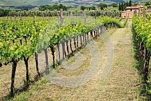 Rows of grape vines at a vineyard near Montalcino, Val d`Orcia,