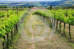 Rows of grape vines at a vineyard near Montalcino, Val d `Orcia