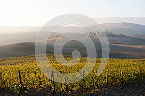 Rows of grape vines at vineyard under sunrise, Tuscany, Italy