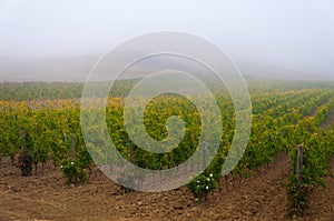 Rows of grape vines at vineyard under sunrise, Tuscany, Italy