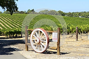 Rows of Grape Vines with wagen wheel gate, Barossa Valley, South Australia.