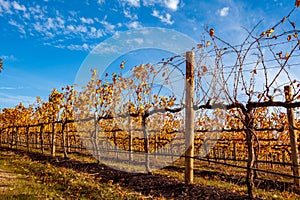 Rows of grape vines in a winery. photo