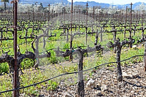 Rows of Grape Vines