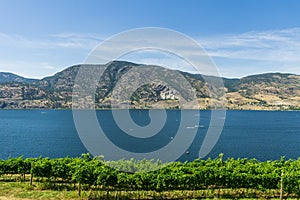 Rows of grapes on the farm shore of Skaha lake mounains blue sky and white clouds in the background