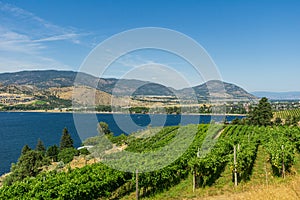 Rows of grapes on the farm shore of Skaha lake mounains blue sky and white clouds in the background