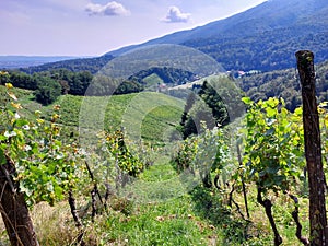 rows of grapes on green hills. Vineyard on Pohorje Mountains. Slovenia. Europe