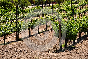 Rows of Grapevines in Ensenada, Mexico photo