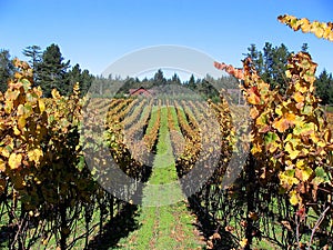 Rows of Grapes in Vineyard