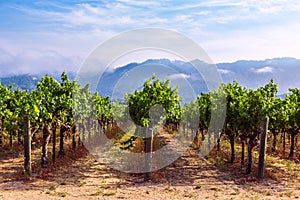 Rows of grapes at a vineyard in Napa Valley, California