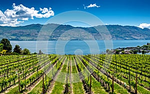 Rows of grapes in a vineyard on Okanagan Lake