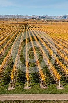 Rows of grapevine in autumn