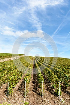 Rows of grapevine in a vineyard under a blue sky