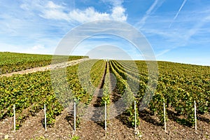 Rows of grapevine in a vineyard under a blue sky