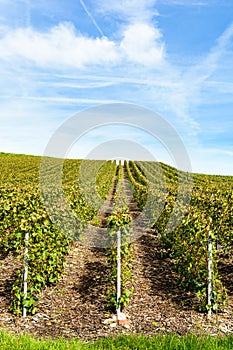 Rows of grapevine in a vineyard under a blue sky
