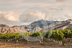 Rows of grapevine in vineyard