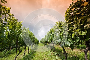 Rows of grapevines