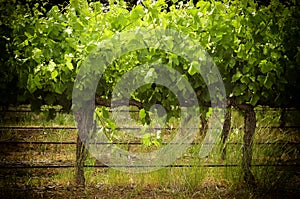 Rows of grapevines