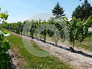 Rows of grapevines