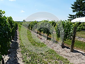 Rows of grapevines