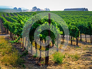 Green Leaves of the Grapevines