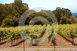 Rows of grapevines in country photo