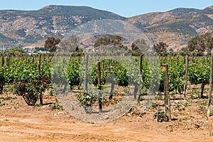 Rows of Grapevines in Ensenada, Mexico photo