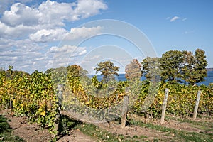 Rows of Grapevines at Finger Lakes Vineyard