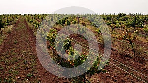 Rows of grapevines growing in rural countryside.