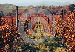 Rows of grapevines in large vineyard on mountainside in France, Italy. Red, white, rose wine production in local farm