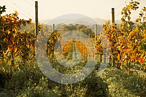 Rows of grapevines in large vineyard on mountainside in France, Italy. Red, white, rose wine production in local farm