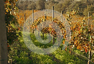 Rows of grapevines in large vineyard on mountainside in France, Italy. Red, white, rose wine production in local farm