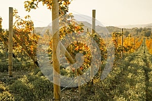 Rows of grapevines in large vineyard on mountainside in France, Italy. Red, white, rose wine production in local farm